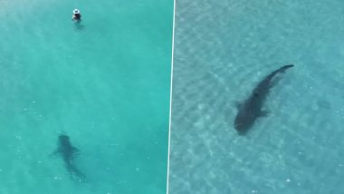 Huge Tiger Shark Lurks Dangerously Close to Unsuspecting Swimmers Near Shore in Western Australia; Heart-Stopping Video Goes Viral