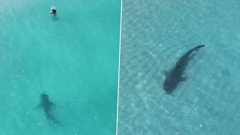 Huge Tiger Shark Lurks Dangerously Close to Unsuspecting Swimmers Near Shore in Western Australia; Heart-Stopping Video Goes Viral