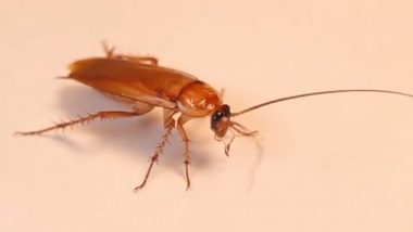 Valentine’s Day Special: Is Your Ex Bugging You? This Canada Zoo Will Now Let You Name a Cockroach After Them; View Tweet