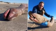 Rare&nbsp;4-Foot-Long American Eel Washes Up on Texas Beach! Internet Says 'Truly Great Find'; Watch Viral Video&nbsp;