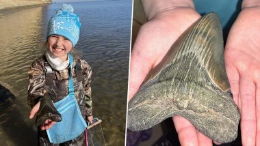 Rare Megalodon Shark Tooth Found By Little Girl on Maryland Beach; See Pic of The Once-In-A-Lifetime Kind of Find!
