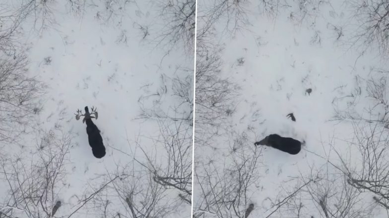 Moose Sheds Off Both Its Antlers in a Forest in Canada! 'Once-In-A-Lifetime Moment’ Caught on Camera, Goes Viral Online