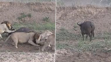 Buffalo Miraculously Escapes From Clutches of Lions as They Get Busy in Fight, Old Video Goes Viral Again