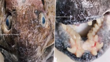 Sea Creature With Scary-Looking Teeth! Russian Fisherman Catches Horrifying Wolffish in Viral Video That Will Give You The Creeps
