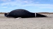 Giant 35-Foot Male Humpback Whale Spotted Ashore on New York&rsquo;s Lido Beach; Watch Viral Video of the Huge Sea Animal