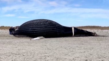 Giant 35-Foot Male Humpback Whale Spotted Ashore on New York’s Lido Beach; Watch Viral Video of the Huge Sea Animal
