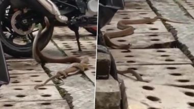 Dancing Snakes? Video of Two Serpents Wrapped Around Each Other and Twirling in a Parking Area Goes Viral Online