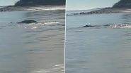Loch Ness Monster Caught on Camera? Strange Snake-Like Creature With Its Head Out the Water Off Atlantic Beach Leaves People Wondering (Watch Viral Video)