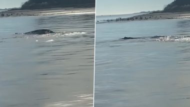 Loch Ness Monster Caught on Camera? Strange Snake-Like Creature With Its Head Out the Water Off Atlantic Beach Leaves People Wondering (Watch Viral Video)