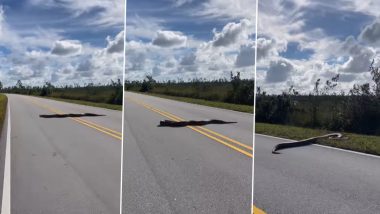 Giant Burmese Python Spotted Crossing Road in Florida; Video of 15-Foot Long Snake Blocking Roadway Goes Viral; It Will Leave You Absolutely Horrified!