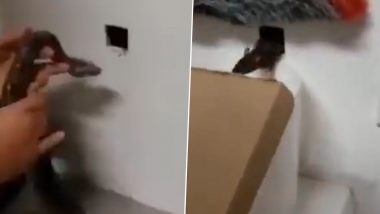 Snake Scares Away Rats From a Hole in the House; Viral Video Showing The Unique Tactic Divides Internet