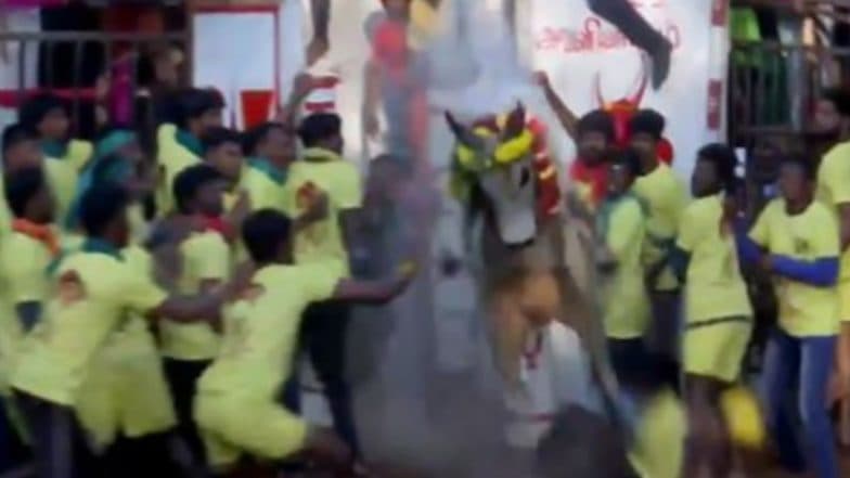 Jallikattu 2023: ‘Eru Thazhuvuthal’ and ‘Mancuvirattu’ Events Begin in Tamil Nadu’s Madurai (Watch Video) | LatestLY