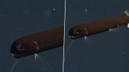 Creepy Dragonfish With Invisible Teeth! Viral Video of The Deep-Sea Predator is Equally Mesmerising and Scary