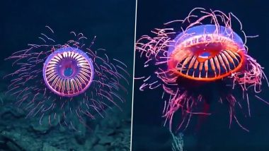 Rare 'Glowing Jellyfish' Spotted 4,000 Feet Below The Sea! Viral Video of The Marine Creature Will Leave You Wide-Eyed