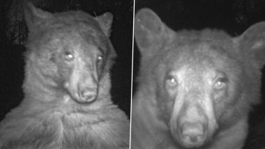 Viral Bear Photoshoot! Park Rangers Find 400 Selfies of The Wild Mammal Via Wildlife Trap Cameras; See Pics