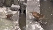 Angry Monkey Beats and Bashes Rat, Attempts to Drown It&nbsp;For Stealing Food in China; Video Goes Viral