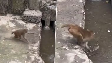 Angry Monkey Beats and Bashes Rat, Attempts to Drown It For Stealing Food in China; Video Goes Viral