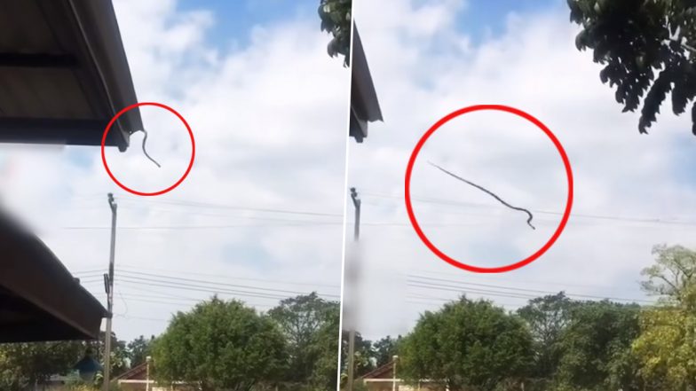 Flying Snake? Video of Viper Leaping off a Rooftop in Australia Goes Viral; It Will Give You the Chills!