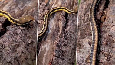 Bronzeback Tree Snake Uses Fascinating Technique to Climb Tree! Old Video of The Reptile Goes Viral Again