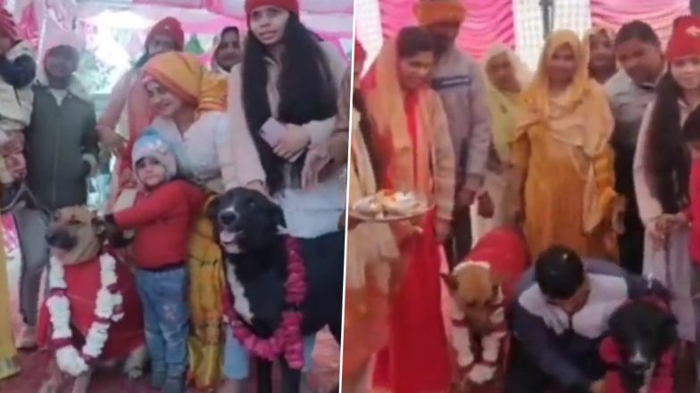 Paw-Some Wedding! Tommy and Jaily Get hitched in UP's Aligarh (Watch Video)