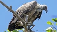 Rare Himalayan Vulture Found in Uttar Pradesh&rsquo;s Kayamganj, Week After Another Endangered Bird Was Rescued in Kanpur (See Pics)