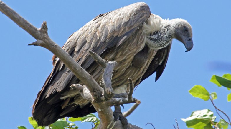 Rare Himalayan Vulture Found in Uttar Pradesh’s Kayamganj, Week After Another Endangered Bird Was Rescued in Kanpur (See Pics)