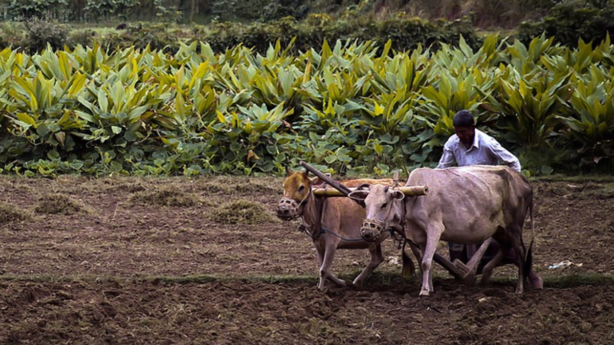 Maharashtra 1,023 Farmers Ended Lives in Marathwada Region in 2022 Compared to 887 in 2021 LatestLY