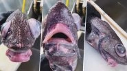 Creepy Fish With Puffy Mouth Caught By Russian Fisherman! Netizens Say&nbsp;The Bizarre Sea Creature&nbsp;Looks Like The Kardashians (Watch Viral Video)