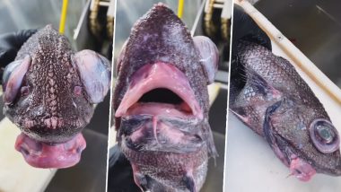 Creepy Fish With Puffy Mouth Caught By Russian Fisherman! Netizens Say The Bizarre Sea Creature Looks Like The Kardashians (Watch Viral Video)