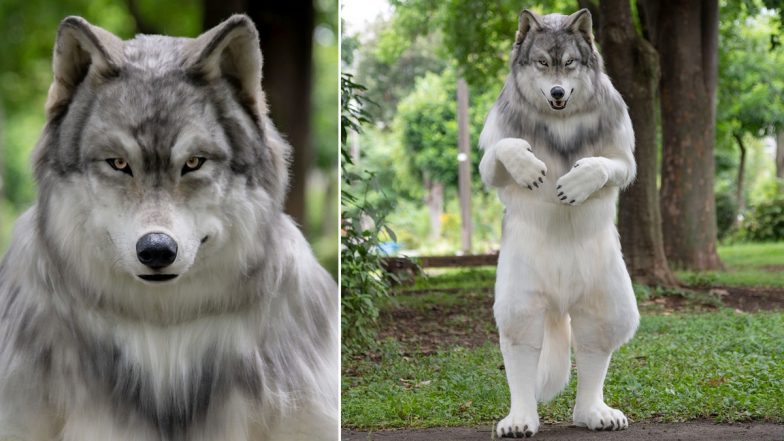 Japanese Man Transforms Into 'Real-Life Wolf', Spends Whopping Rs 18.5 Lakh to Look Like The Wild Animal Walking on Hind Legs; See Viral Pics