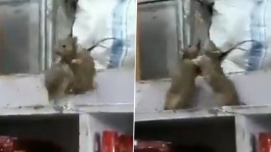 Clash of Rats! Funny Video of Two Rodents Fighting Intensely in a Grocery Store Goes Viral; Watch The Hilarious Wrestling Match