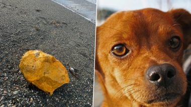 Mysterious Object on Beach Turns Dog 'Bright Orange'; Pet Owner Warns About the Toxic Palm Oil Berg (See Viral Pic)