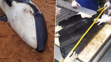 Female Killer Whale Covered in Shark Bites Dies With 2.5-Foot-Long Plastic Sheet in Her Stomach in Brazil; See Pics