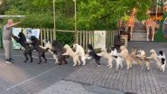 Guinness World Record for Most Dogs in a Conga Line Set by Germany’s Wolfgang Lauenburger; Watch the Heartwarming Video