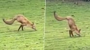 Fox With 2 Legs! British Family Left Shocked After Finding The Unusual Animal Walking Around Their Garden; Watch Viral Video&nbsp;