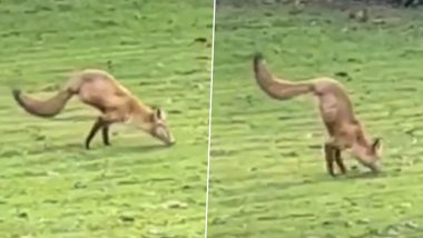 Fox With 2 Legs! British Family Left Shocked After Finding The Unusual Animal Walking Around Their Garden; Watch Viral Video 