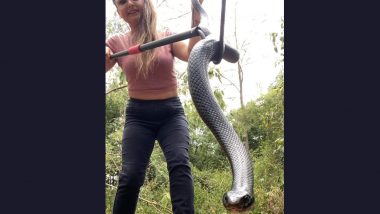 Scary Beast Snake Found Underneath Family's Christmas Tree At a Home in Eastern Australia; See Pic of the Highly Poisonous Red-Belly Black Viper!