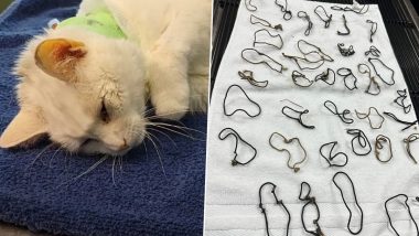 Cat Recovering After Vets Remove 38 Hair Ties From Her Stomach Which Prevented The Feline from Eating; See Pics of The Shocking Discovery