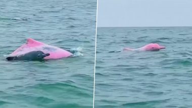 Rare Pink Dolphin Spotted Swiming in Ocean! Old Video of The Magnificent Aquatic Mammal Goes Viral, Netizens Find it Beautiful!