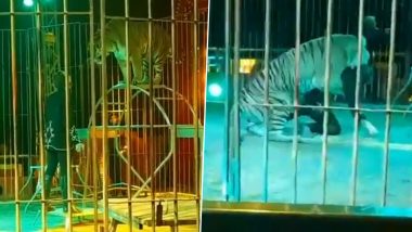 Tiger Attacks Circus Trainer, Hauls Him to Floor and Bites His Neck During a Live Performance in Italy; Crowd Screams in Shock! (Watch Viral Video)