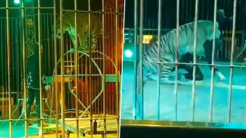 Tiger Attacks Circus Trainer, Hauls Him to Floor and Bites His Neck During a Live Performance in Italy; Crowd Screams in Shock! (Watch Viral Video)