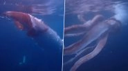 Rare Giant Squid With Thick Arms Swimming Along Coast&nbsp;Captured By&nbsp;Japanese Divers; Video Of The&nbsp;8-Foot Long Sea Monster Goes Viral