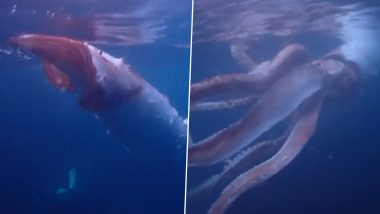 Rare Giant Squid With Thick Arms Swimming Along Coast Captured By Japanese Divers; Video Of The 8-Foot Long Sea Monster Goes Viral