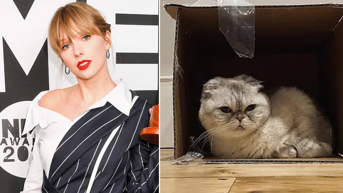 Taylor Swift's Cat Olivia Benson Worth Rs 800 Crore, Among World's
