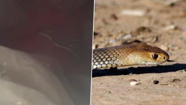 Deadly Eastern Brown Snake! Woman Finds The Dangerous Viper Slithering in Washing Machine in Australia; Watch Viral Video