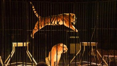 Russia: Brutal Tiger Fight Breaks Out at Kislovodsk State Circus After Two Tigresses Attack Each Other on Stage, Kids and Parents Left Horrified
