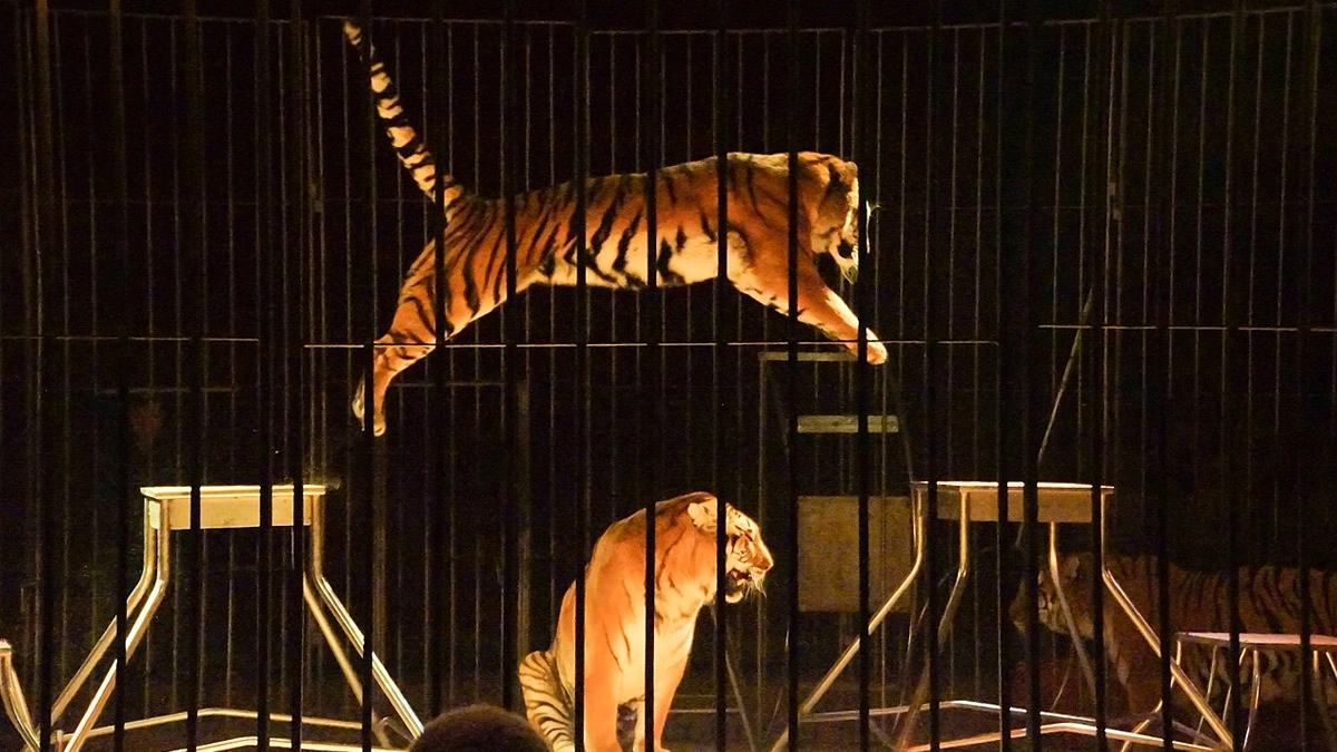 World News Tiger Fight Erupts At Circus in Russia in Front of