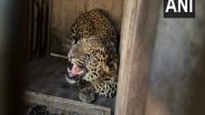 India News | Injured Leopard Found Near Doda Town in J-K, Rescued