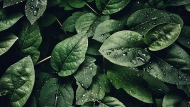 Science News | Potential Climate Change-nutrition Connection in Plant Metabolism Uncovered by Researchers