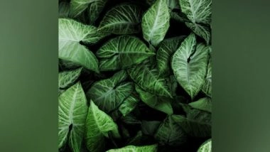 Science News | Ethereal Colour Variant of Mysterious Plant is Actually a New Species: Study